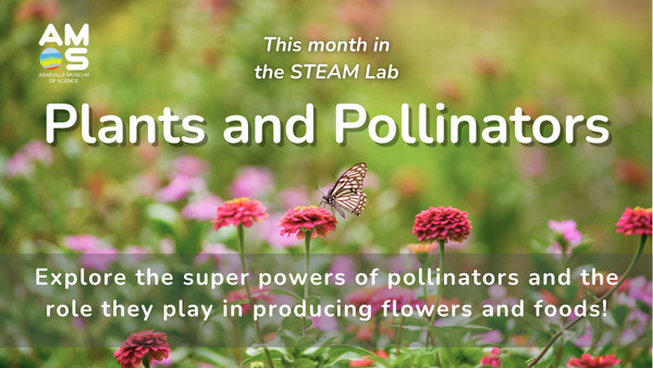 a butterfly resting on a pink flower shows our STEAM Lab theme for the month